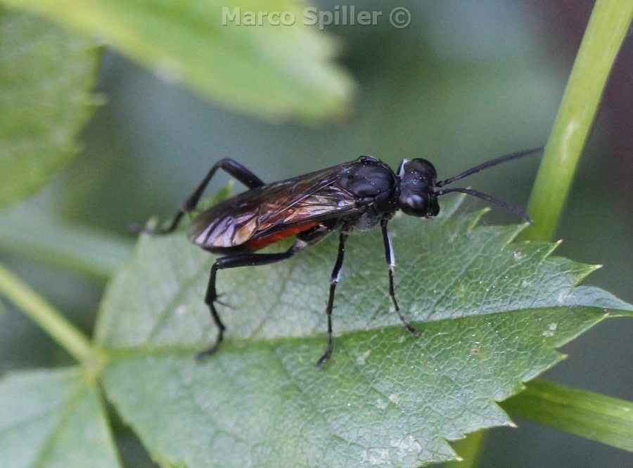 Macrophya annulata